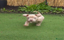 American Bully dogs for sale: Champagne, Chocolate, Merle Micro Pocket Bullys  in Wilmslow - Image 11