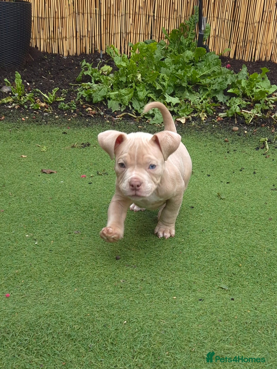 American Bully dogs for sale: Champagne, Chocolate, Merle Micro Pocket Bullys  in Wilmslow - Image 11
