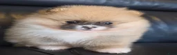 Pomeranian dogs for sale: Absolutely  stunning pomeranian  puppies  - Advert 1