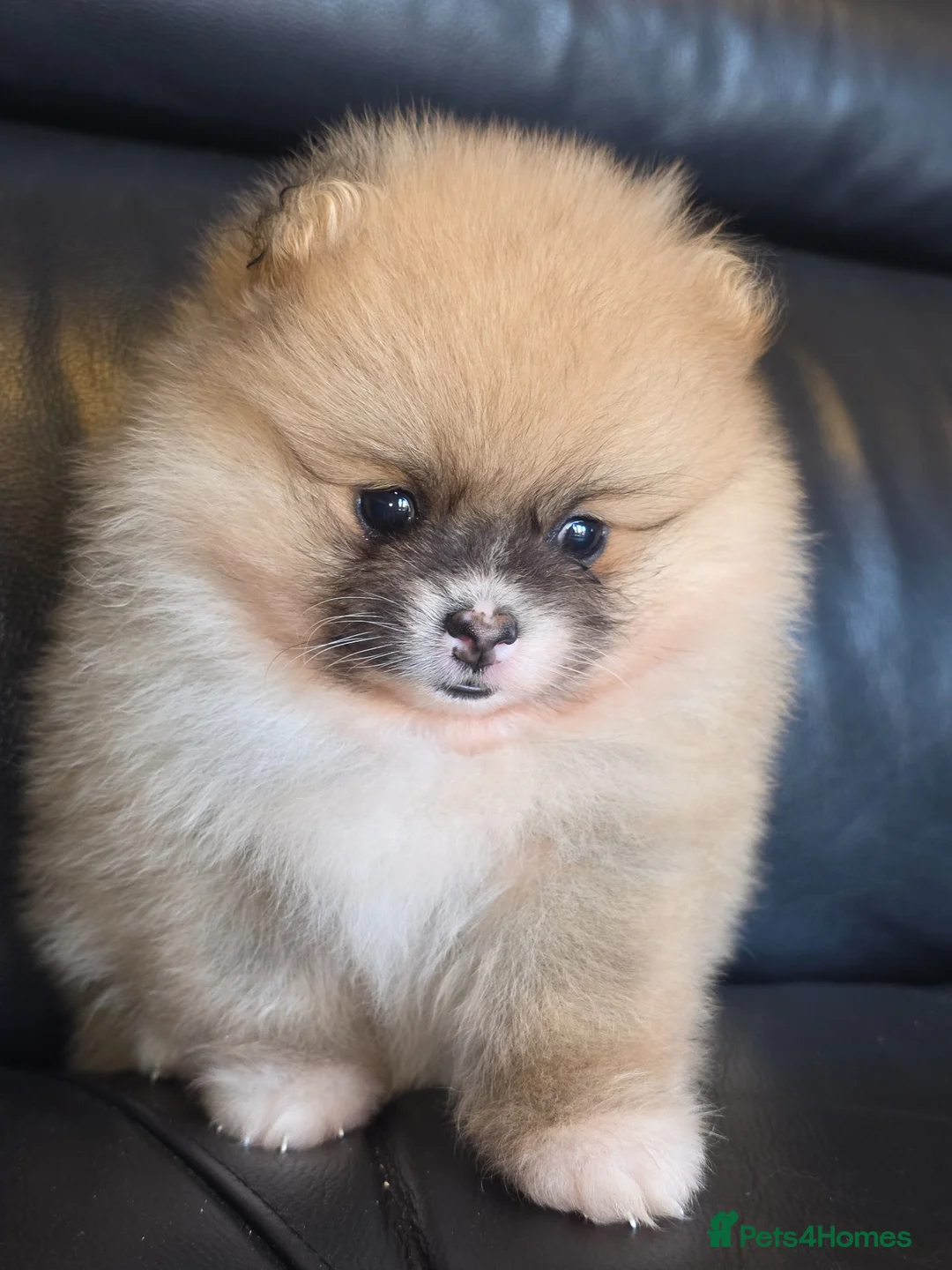Pomeranian dogs for sale: Absolutely  stunning pomeranian  puppies  - Advert 1