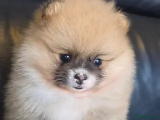 Pomeranian dogs Absolutely stunning pomeranian puppies - Advert 1