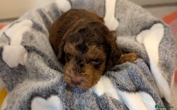Cockapoo dogs for sale: Beautiful Cockapoo puppies 🐶 😍  - Image 5