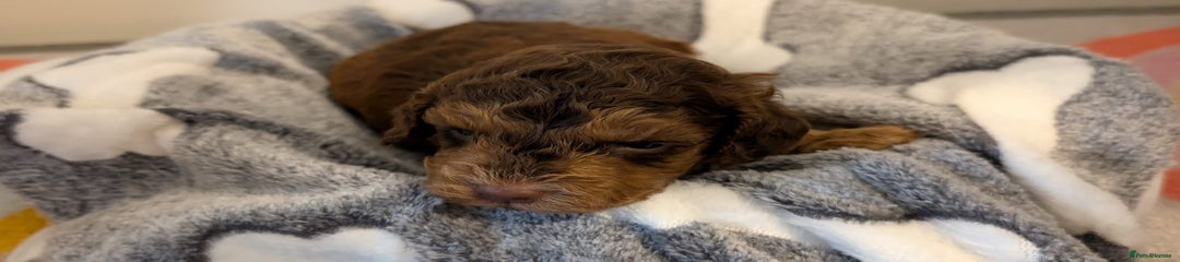 Cockapoo Puppy 1