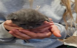 Russian Blue cats for sale: 🐾 Russian Blue Kittens 🐾 - Image 11