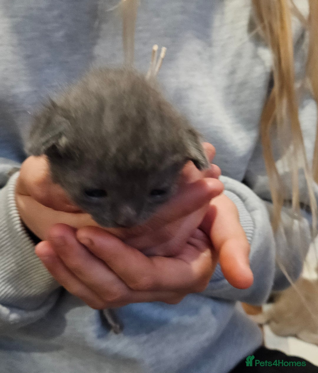Russian Blue cats for sale: 🐾 Russian Blue Kittens 🐾 - Image 11