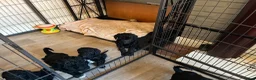 Standard Poodle dogs for sale: REDUCED TWO BOYS SOLD ONE GIRL SOLD stunning pups  - Advert 17