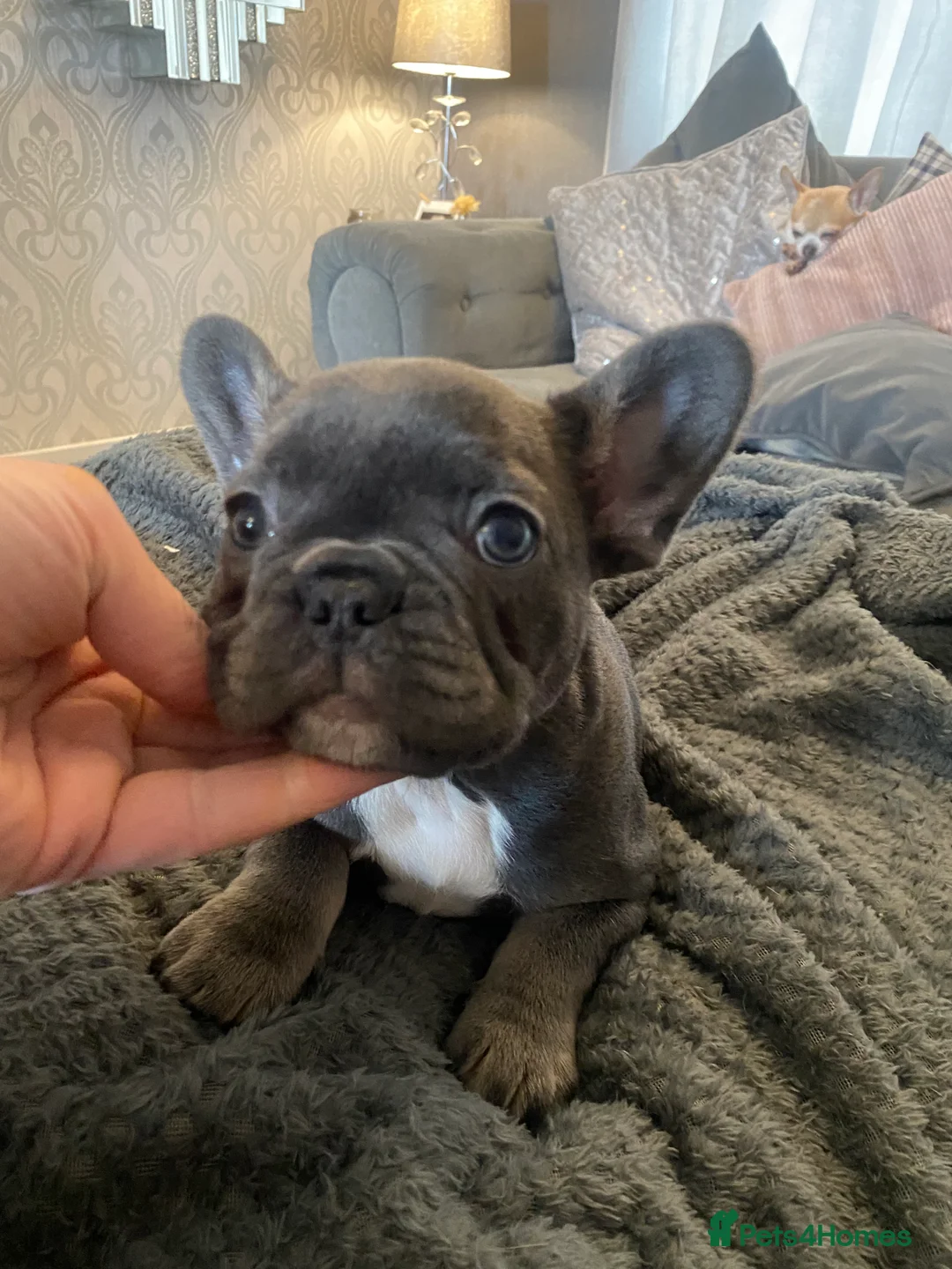 French Bulldog dogs for sale: Stunning chunky French bulldog pups  - Advert 9