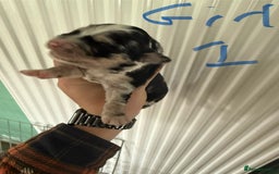 Mixed Breed dogs for sale: Blue merle and golden retriever puppies - Image 17