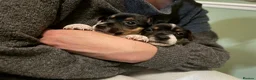 Jack Russell dogs for sale: 1 Female Jack Russell Puppy - Advert 2