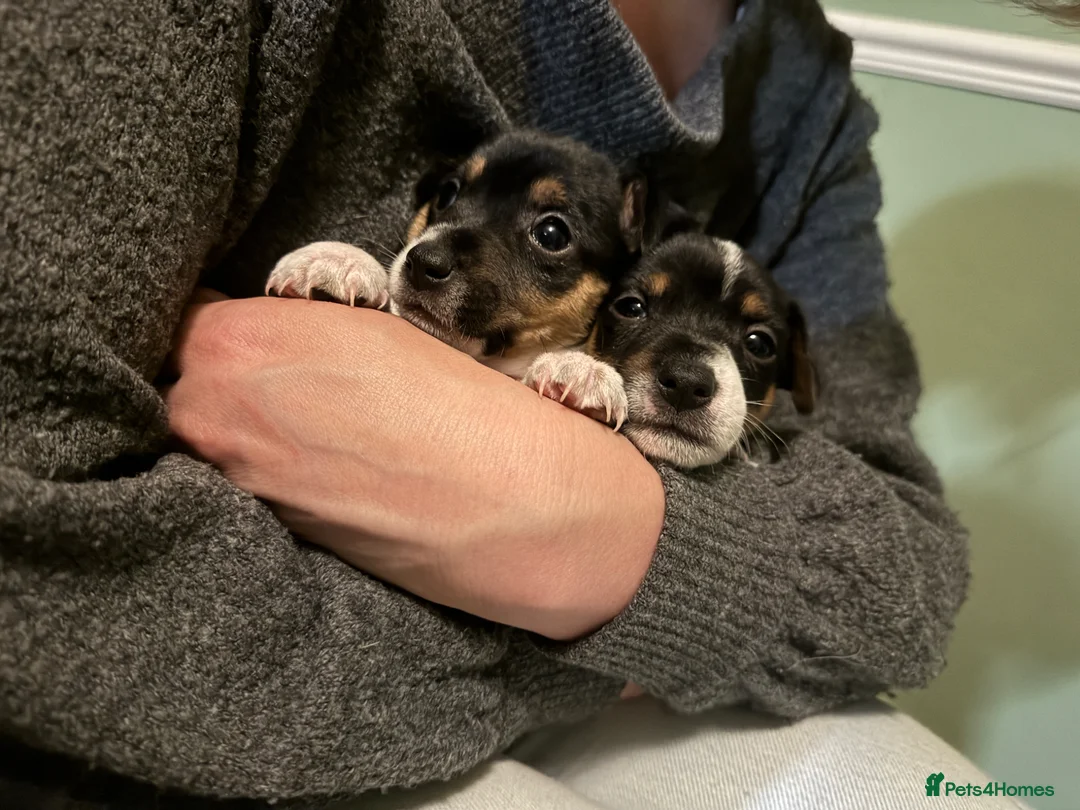 Jack Russell dogs for sale: 1 Female Jack Russell Puppy - Advert 2