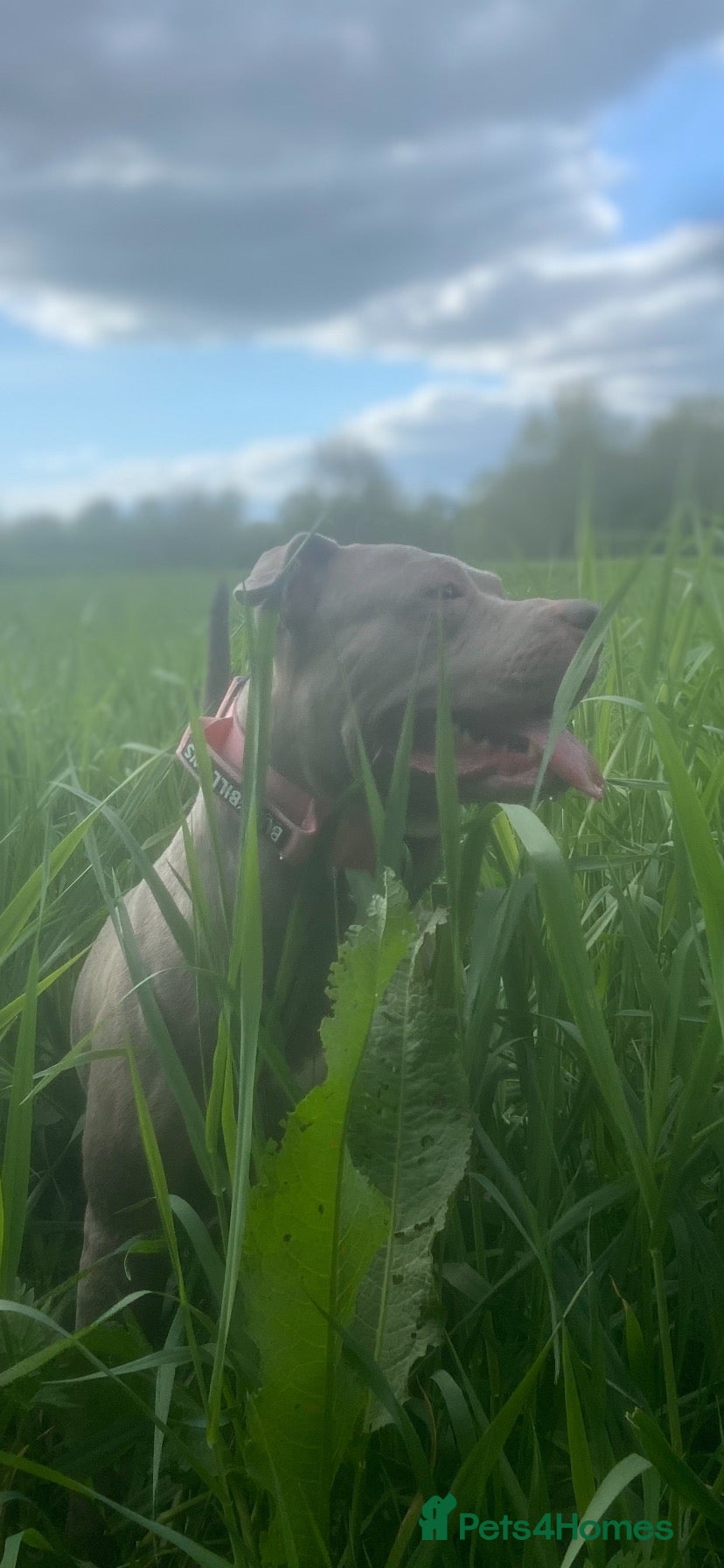 Mixed Breed dogs Merla blue puppys  - Advert 2