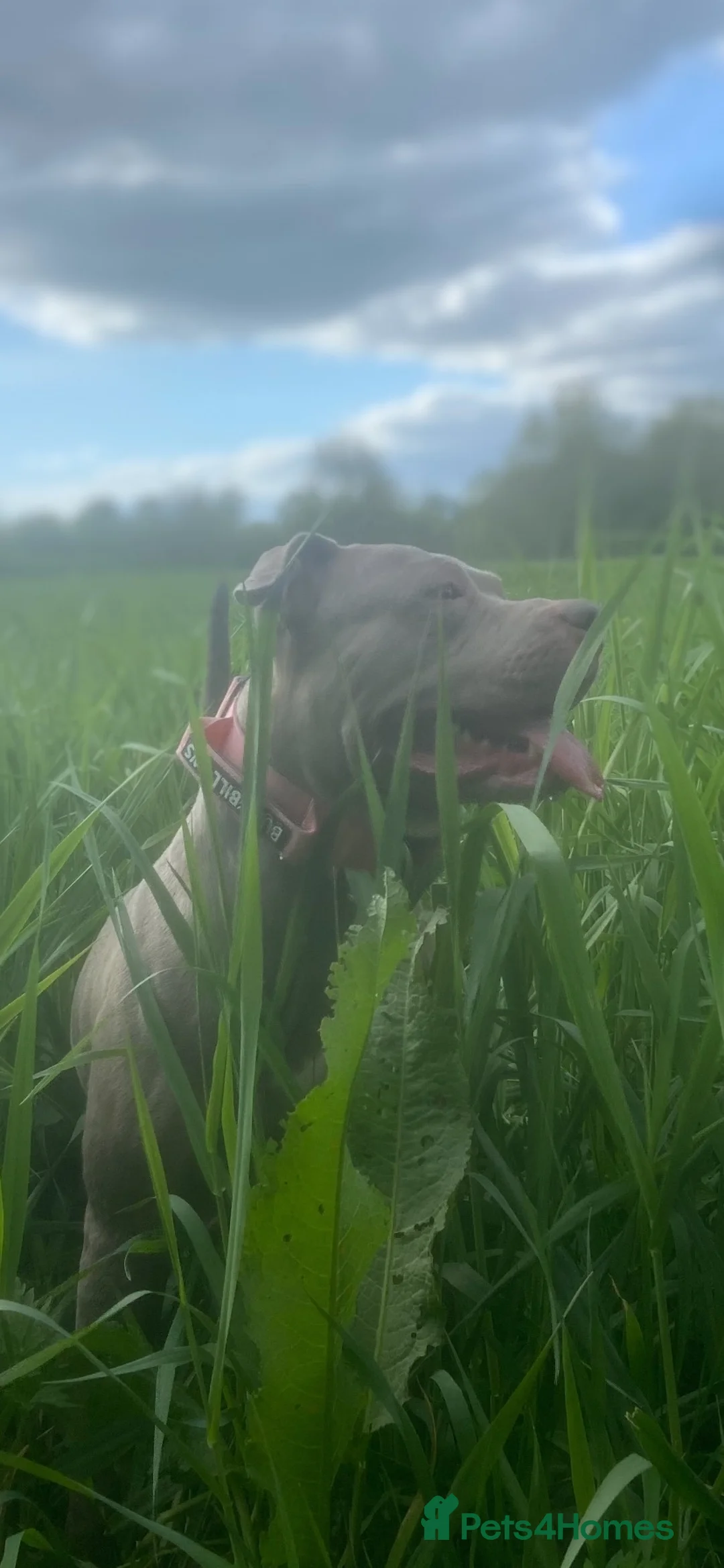 Mixed Breed dogs for sale: Merla blue puppys  in Gloucester - Advert 1