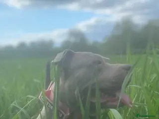 Mixed Breed dogs Merla blue puppys - Advert 1