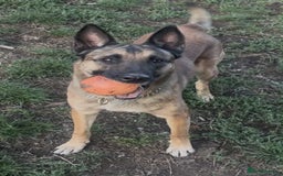 Belgian Shepherd Dog dogs for adoption: Cairo is looking for her forever home - Image 11