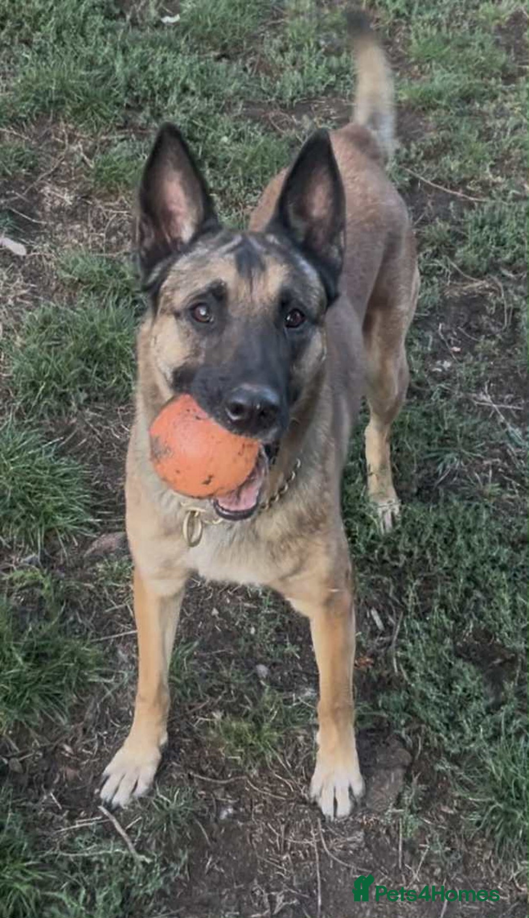 Belgian Shepherd Dog dogs for adoption: Cairo is looking for her forever home - Image 11