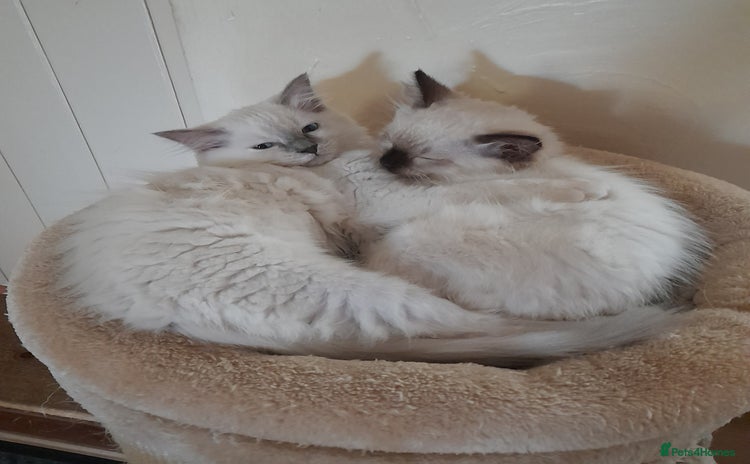 Ragdoll cats - Advert 4