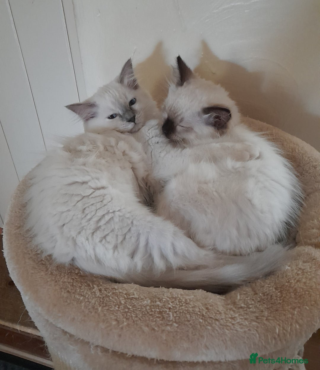 Ragdoll cats for sale: 2 x Ragdoll kittens forsale - Image 1