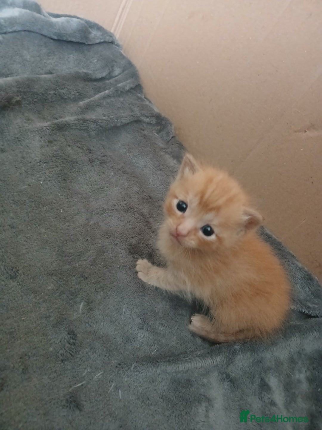 Mixed Breed cats for sale: Gorgeous Kittens - Image 1