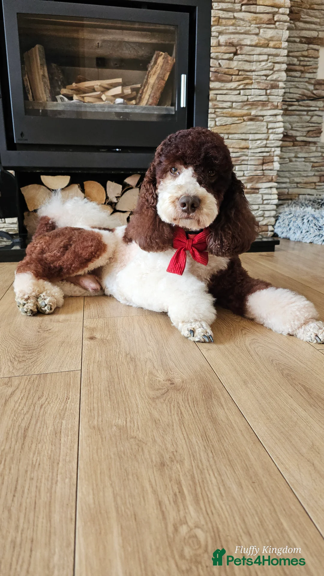 Miniature Poodle dogs for stud: Stunning Fully health tests Poodle - Advert 2