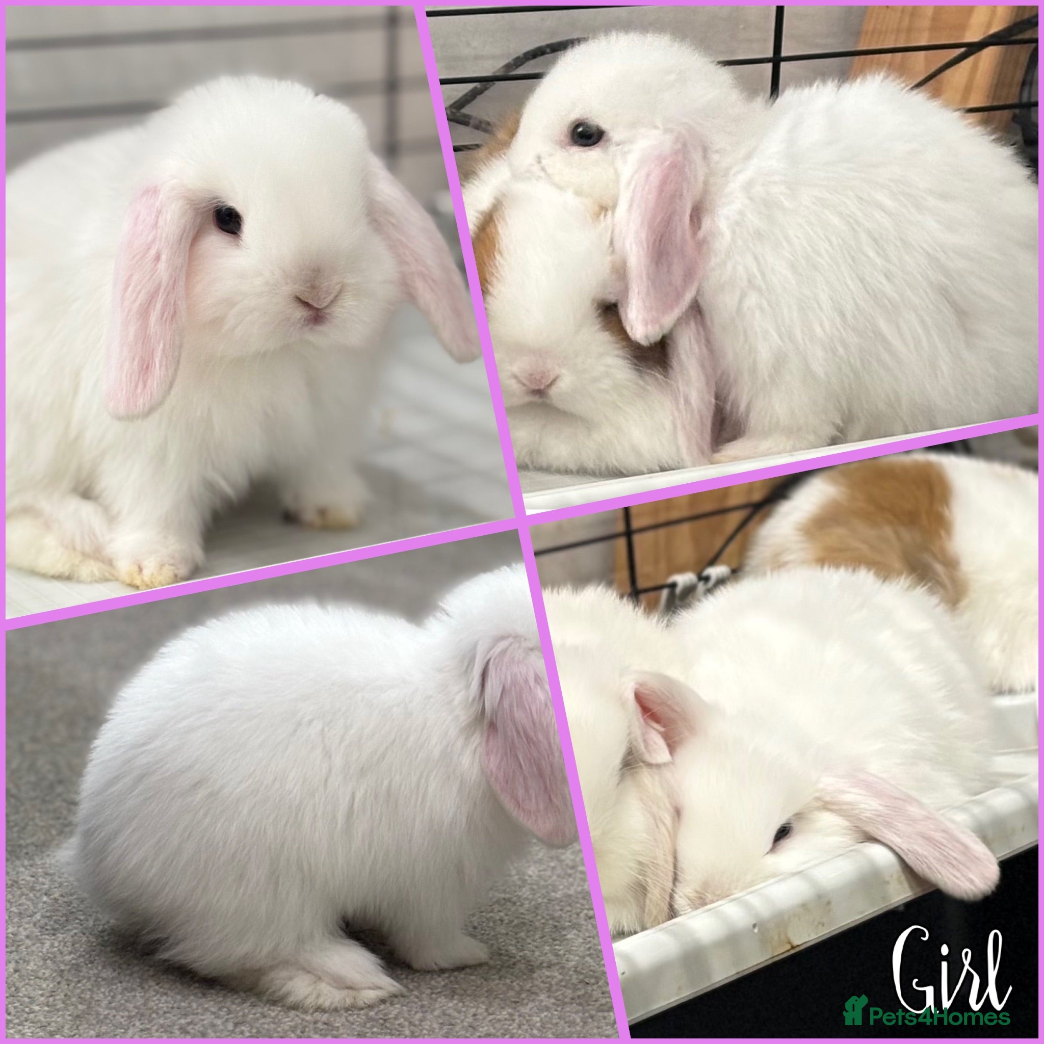 Mini Lop rabbits Beautiful baby mini lops - Advert 1