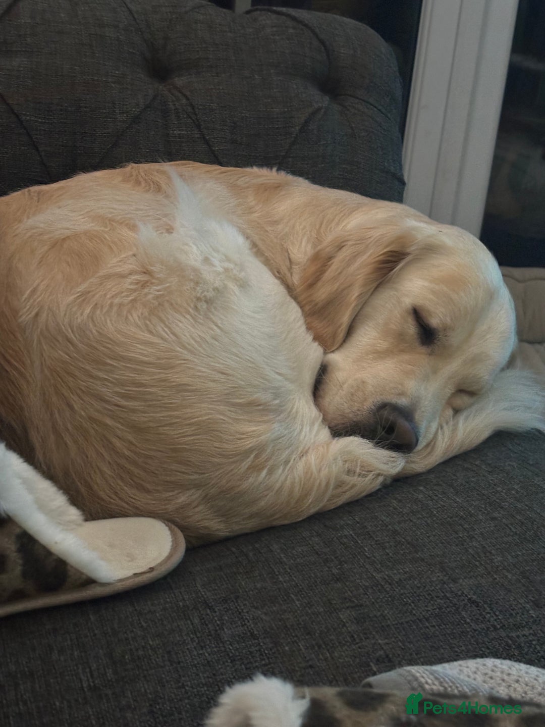 Golden Retriever dogs for sale: Golden retriever puppies  - Image 28