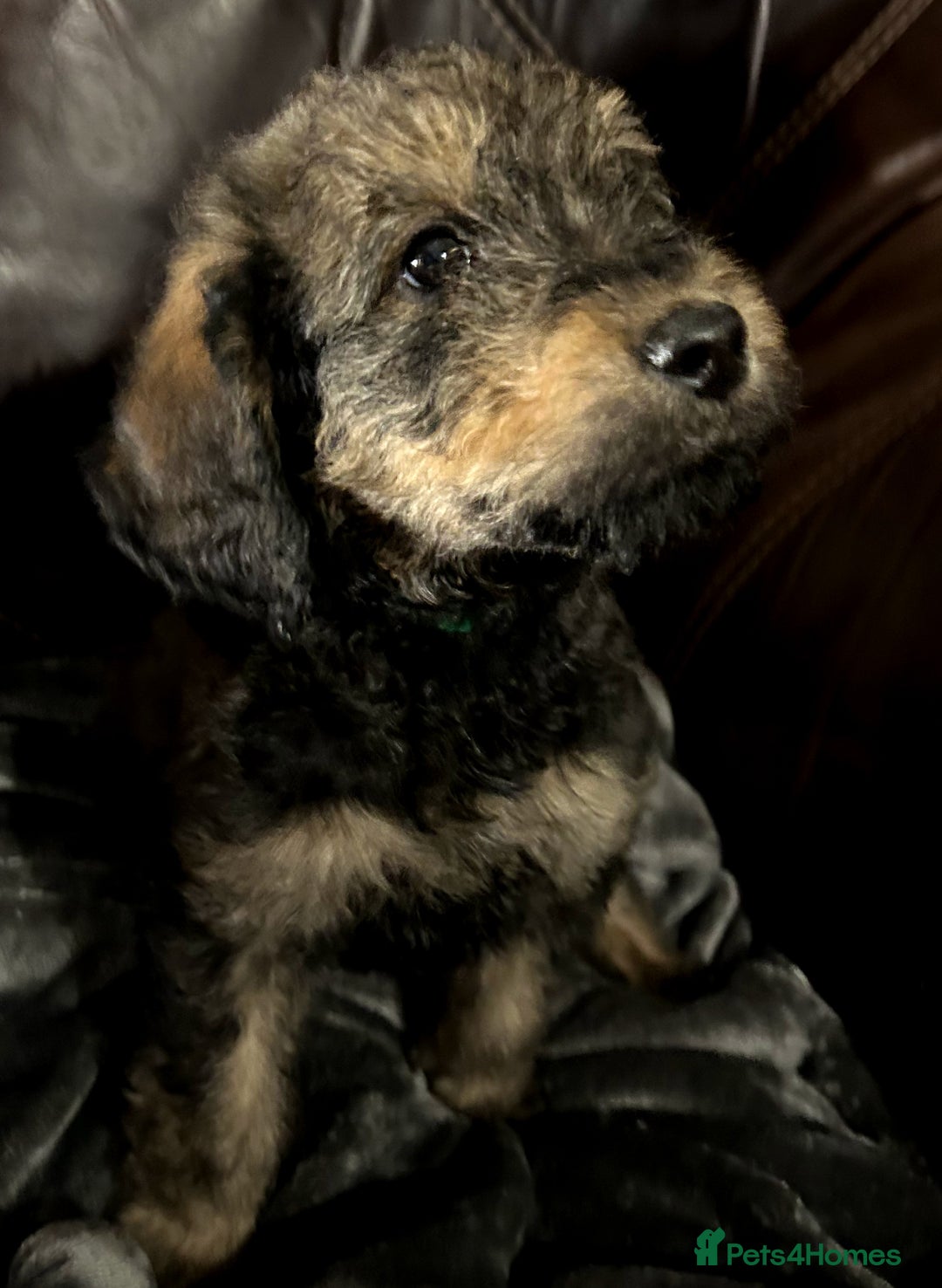 Labradoodle dogs for sale: stunning F2 labradoodle puppies... Available now - Advert 29