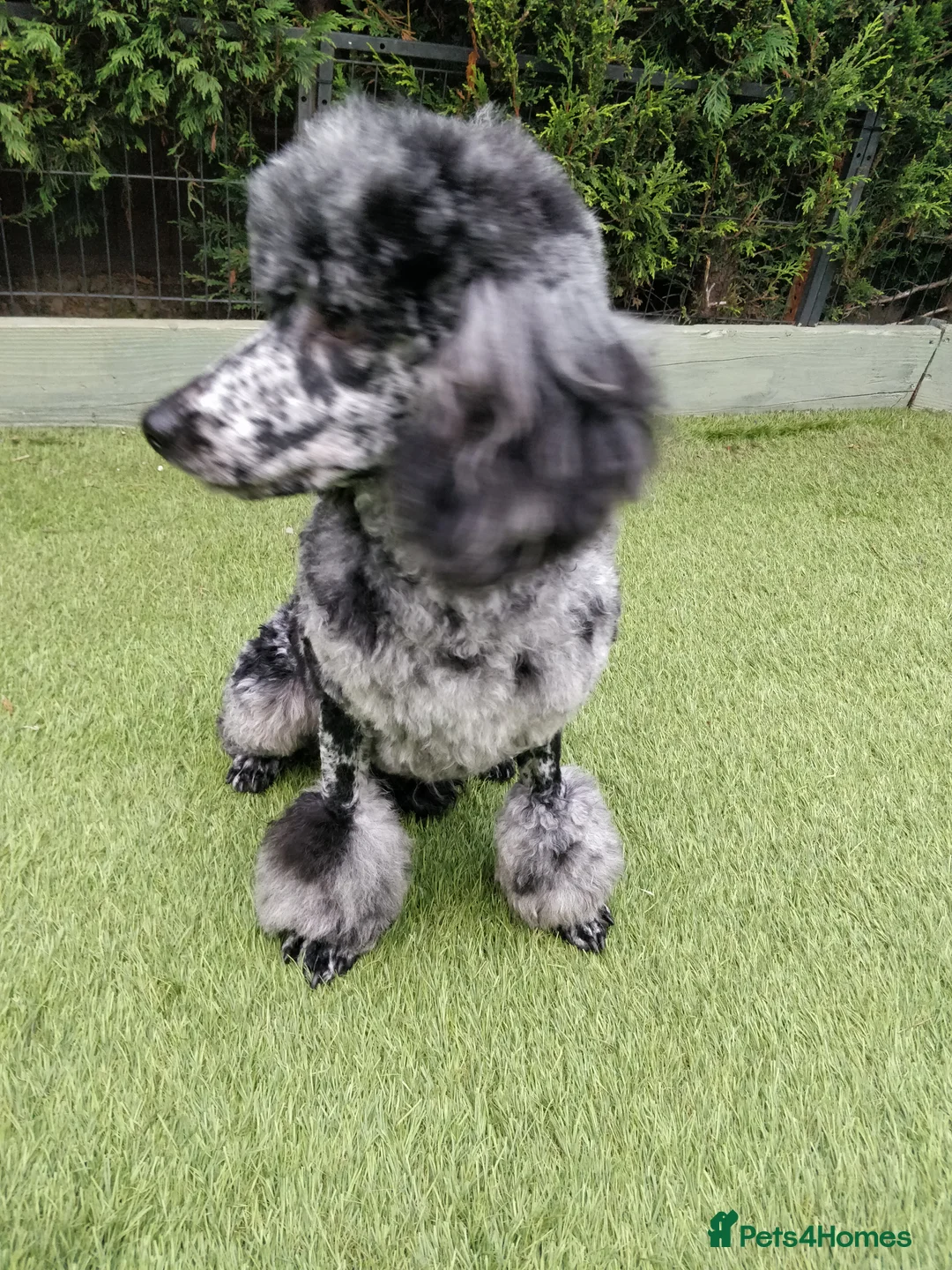 Miniature Poodle dogs for stud:  Blue/ Silver Merle carries chocolate Stud in Newcastle - Advert 5