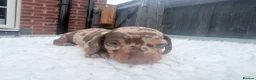 Miniature Dachshund dogs for sale: Beautiful miniature dachshund puppies  - Advert 10