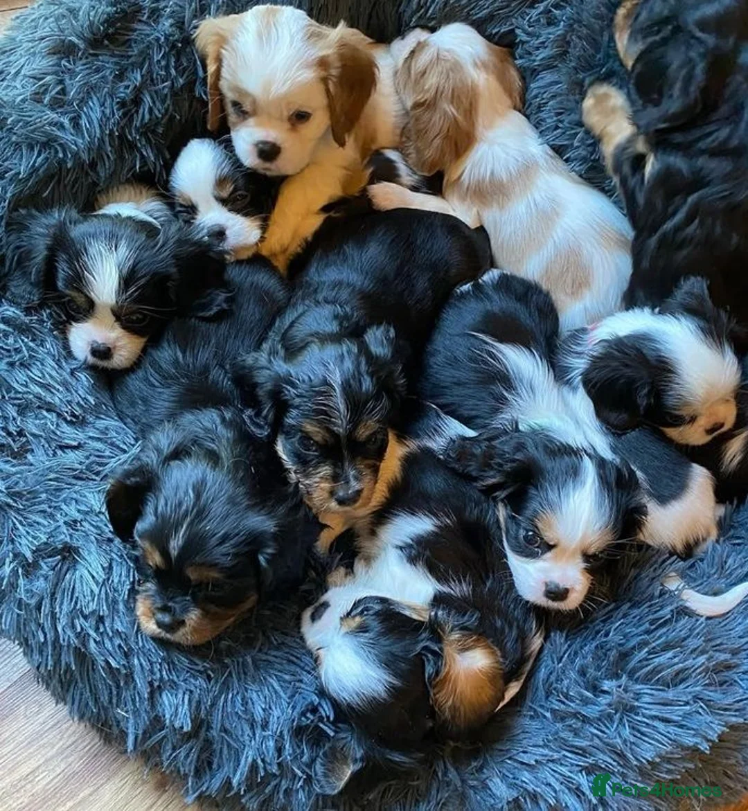 Cavalier King Charles Spaniel dogs for sale: Family Raised Cavalier King Charles spaniel Pups - Advert 5