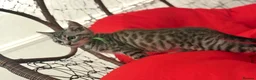 Mixed Breed cats for sale: 🐾 6 Beautiful Bengal × British Longhair Kittens🐾 - Advert 5