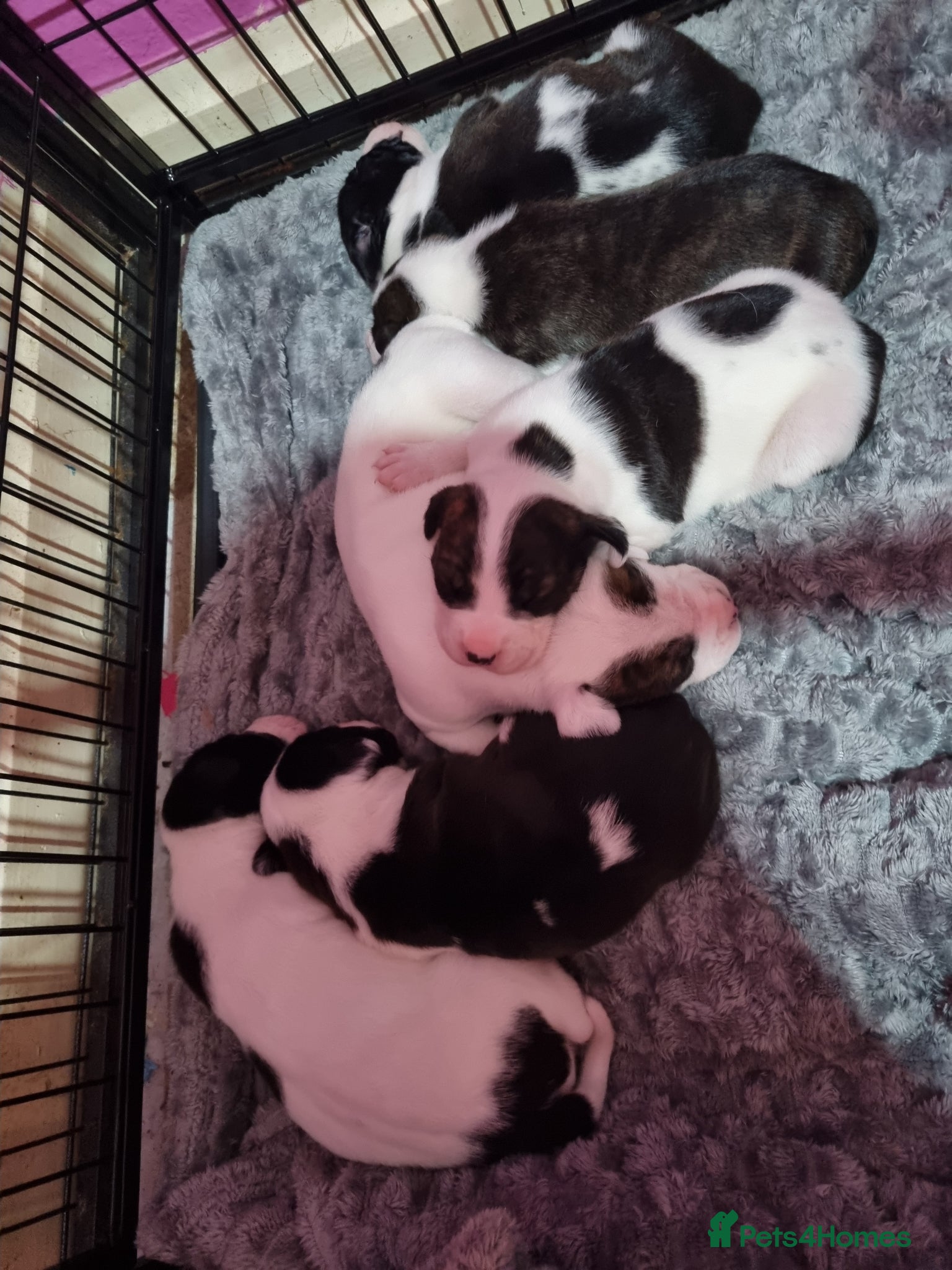 Staffordshire Bull Terrier dogs 2 Left Staffordshire Bull Terrier Pups - Advert 7