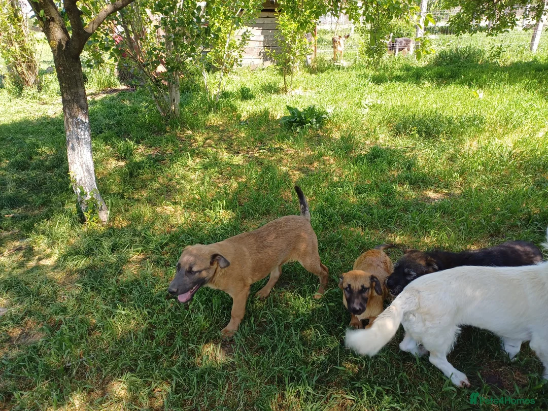 Mixed Breed dogs for adoption: BLUE, a Lovely Puppy Boy - for a Loving Home in Nottingham - Advert 12