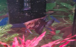 Angelfish fish for sale: Angel fish - Image 3