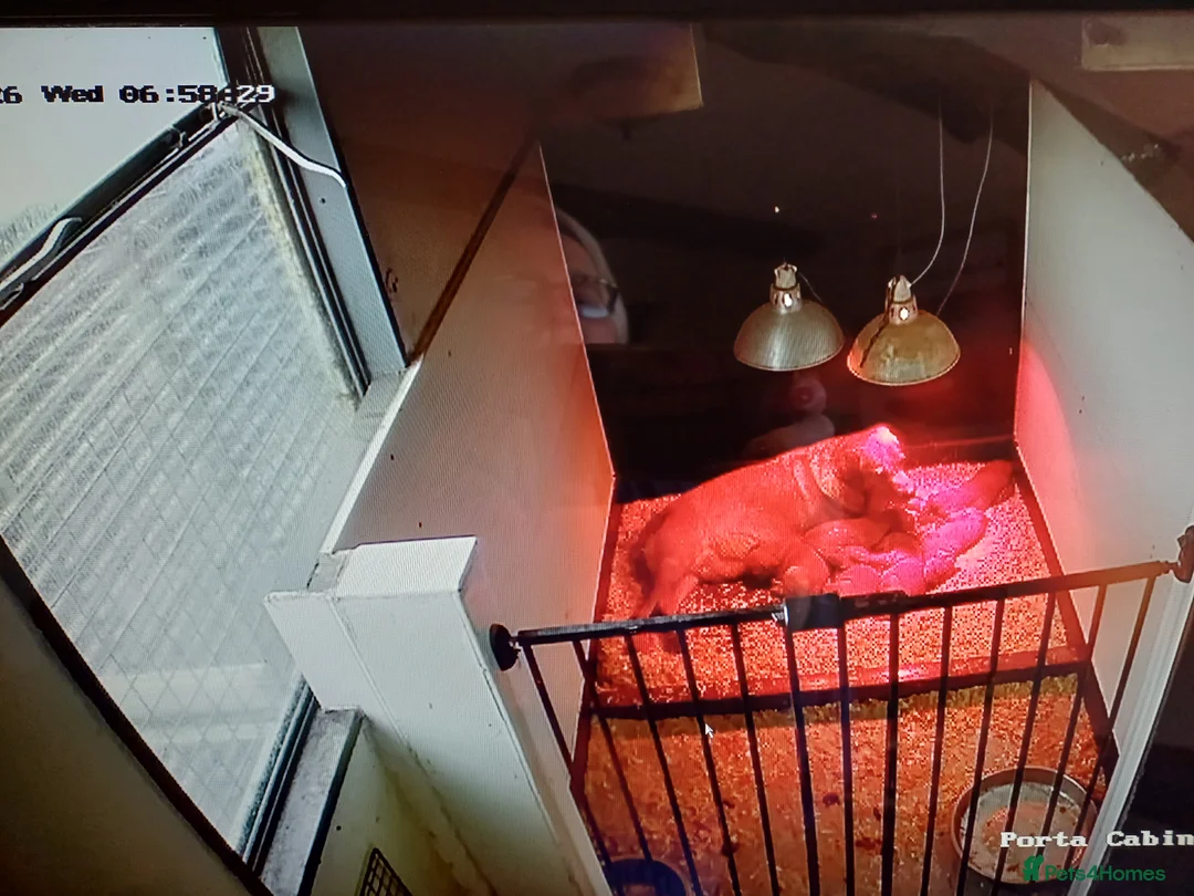 Labrador Retriever dogs for sale: LABRADOR PUPPIES - FOX RED - Advert 8