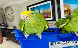 Parrots birds for sale: STUNNING BABY DOUBLE YELLOW HEADED AMAZONS - Image 4