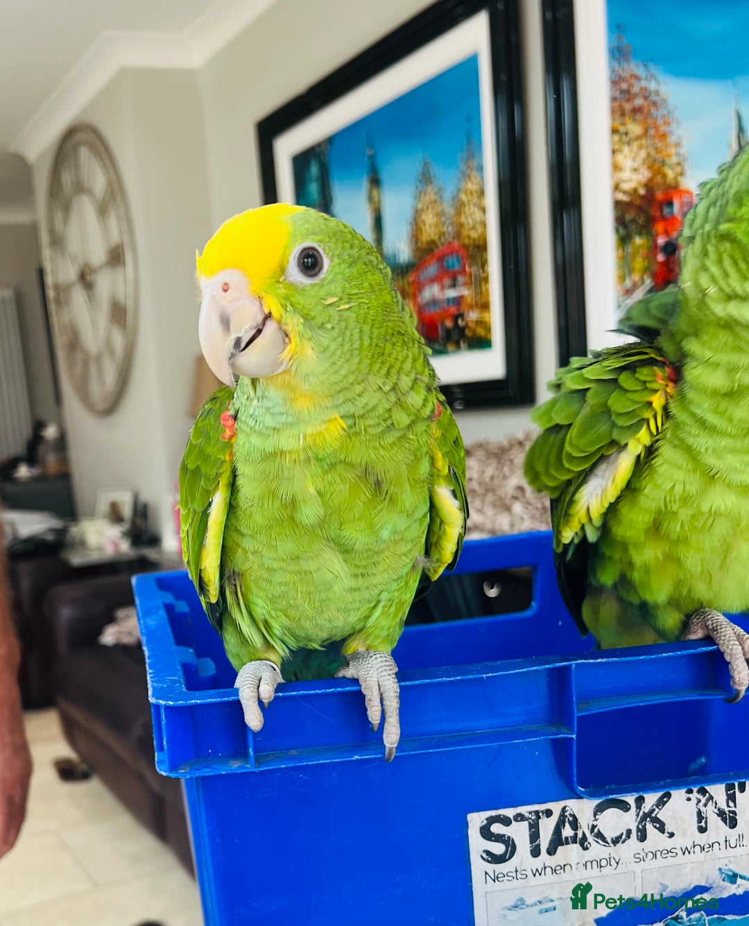 Parrots birds for sale: STUNNING BABY DOUBLE YELLOW HEADED AMAZONS - Image 4