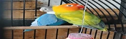 Lovebirds birds for sale: Lovebirds dna'd fischers lovebirds  - Advert 5