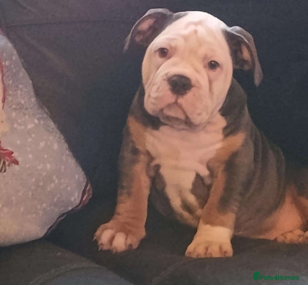 Olde English Bulldogge dogs for sale: Olde English Bulldog Female  - Advert 11