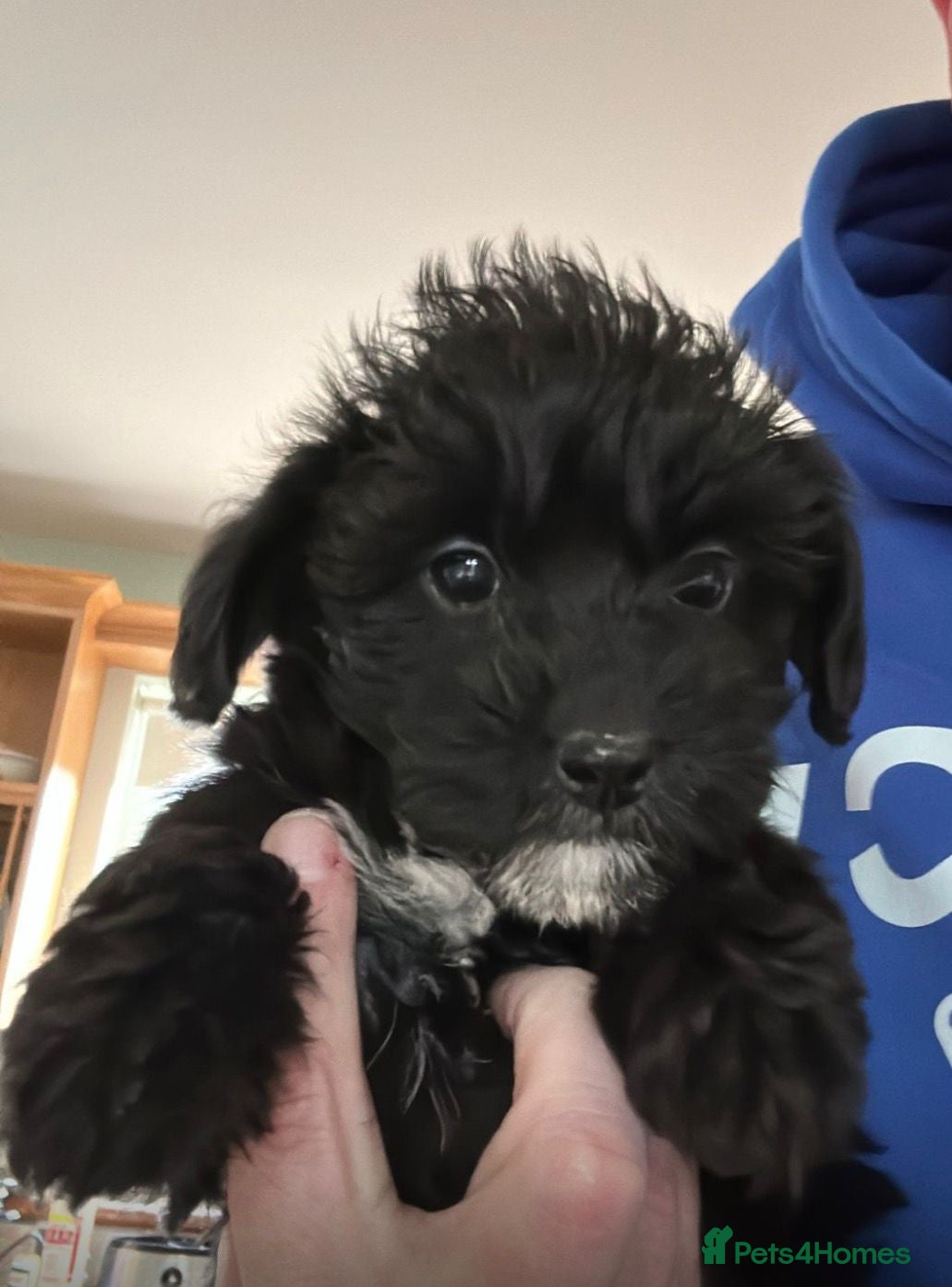 Jackapoo dogs Toy Jackapoo Puppies (Jack Russell x Toy Poodle) - Advert 1