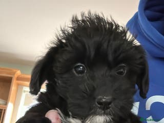 Jackapoo dogs Toy Jackapoo Puppies (Jack Russell x Toy Poodle) - Advert 3