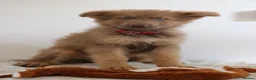 German Shepherd dogs for sale: German Shepherd - Advert 20