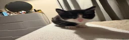 Mixed Breed cats for sale: Two male kittens - Advert 6