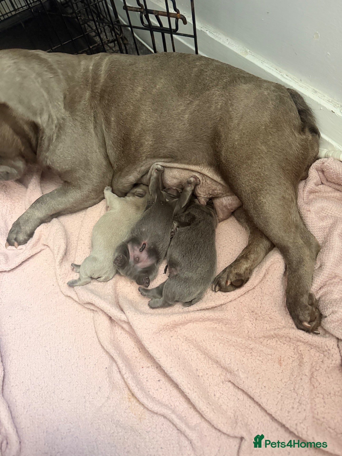 French Bulldog dogs Frenchie puppies - Advert 5