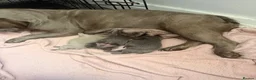 French Bulldog dogs for sale: Frenchie puppies - Advert 1