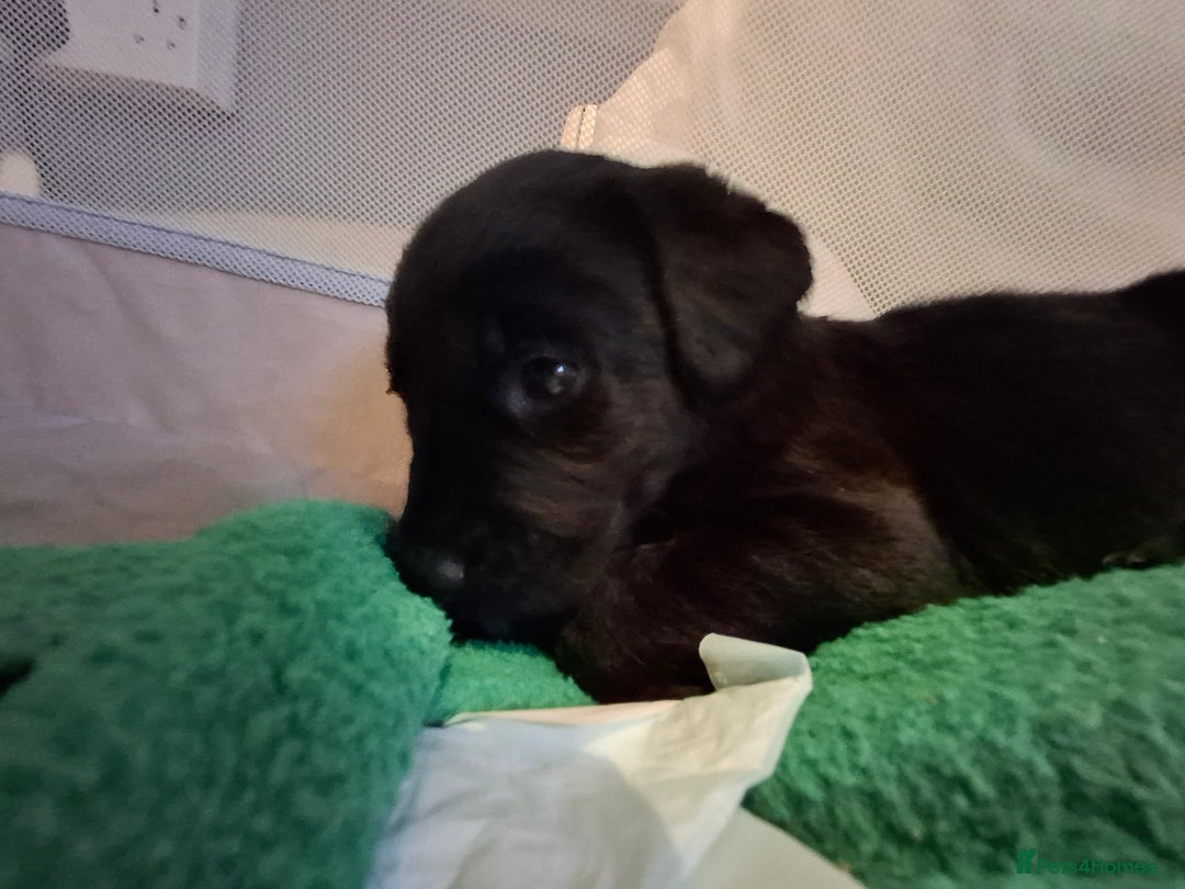 Labrador Retriever dogs for sale: Black labrador puppies - Advert 21