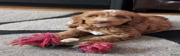 Cockapoo dogs for stud: F1 DNA Tested Cockapoo for STUD  - Advert 7