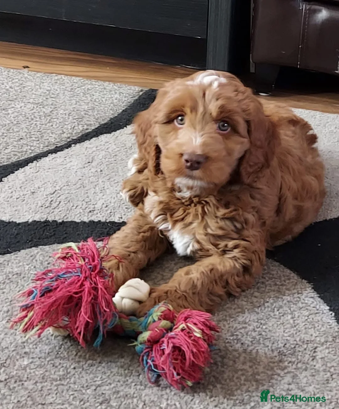 Cockapoo dogs for stud: F1 DNA Tested Cockapoo for STUD  - Advert 7