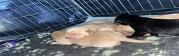 Labrador Retriever dogs for sale: Stunning Labradors for sale  - Advert 8