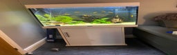 Catfish fish for sale: Complete fish tank set up with fish - Advert 1