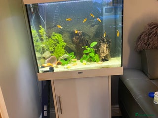 Catfish fish Complete fish tank set up with fish - Advert 1